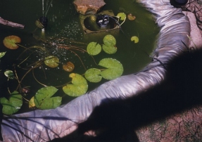 spring 1996 photo: water lilies