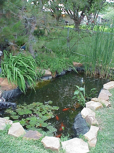 Burkhart pond and fish, 2000