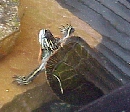 Mature male red-eared slider, about 7